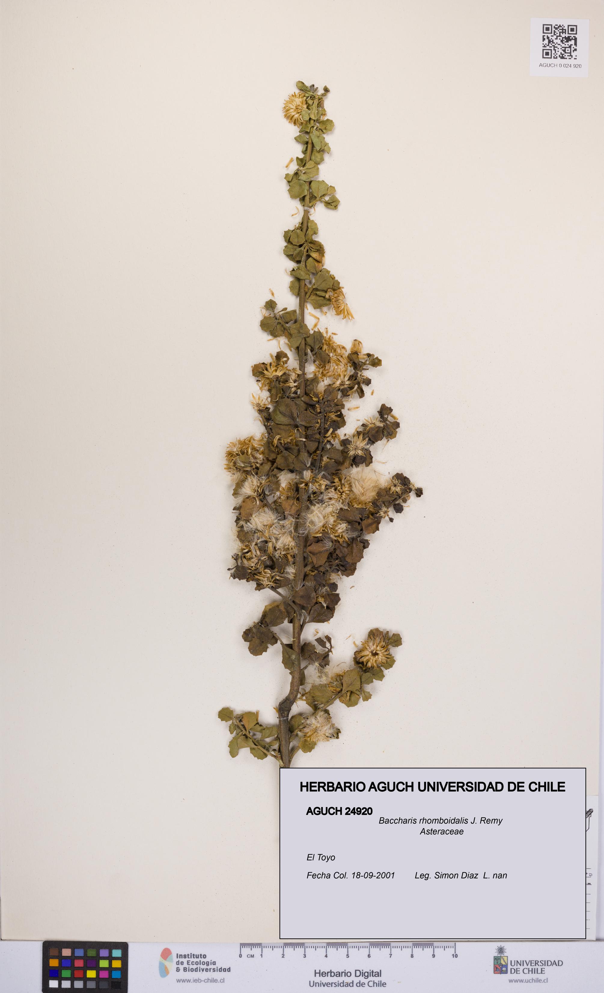 Baccharis rhomboidalis [Espécimen: UCH:AGUCH:0024920]