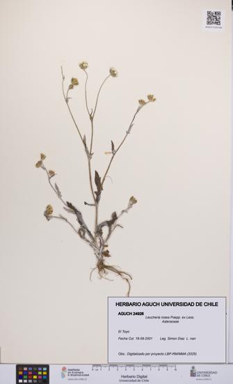 Leucheria rosea [Espécimen: UCH:AGUCH:0024926]