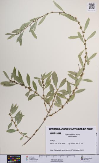 Maytenus boaria [Espécimen: UCH:AGUCH:0024928]