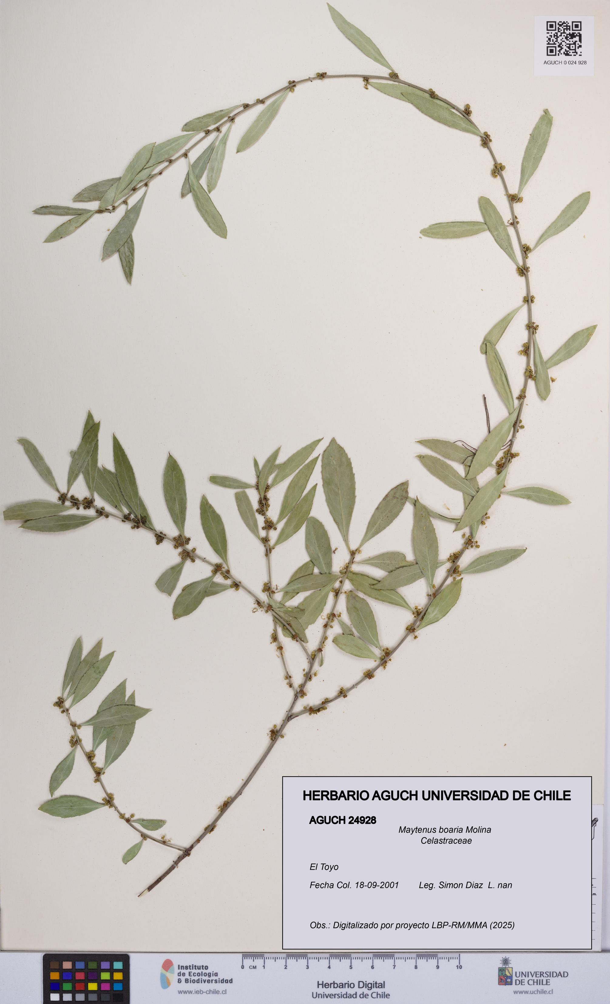 Maytenus boaria [Espécimen: UCH:AGUCH:0024928]