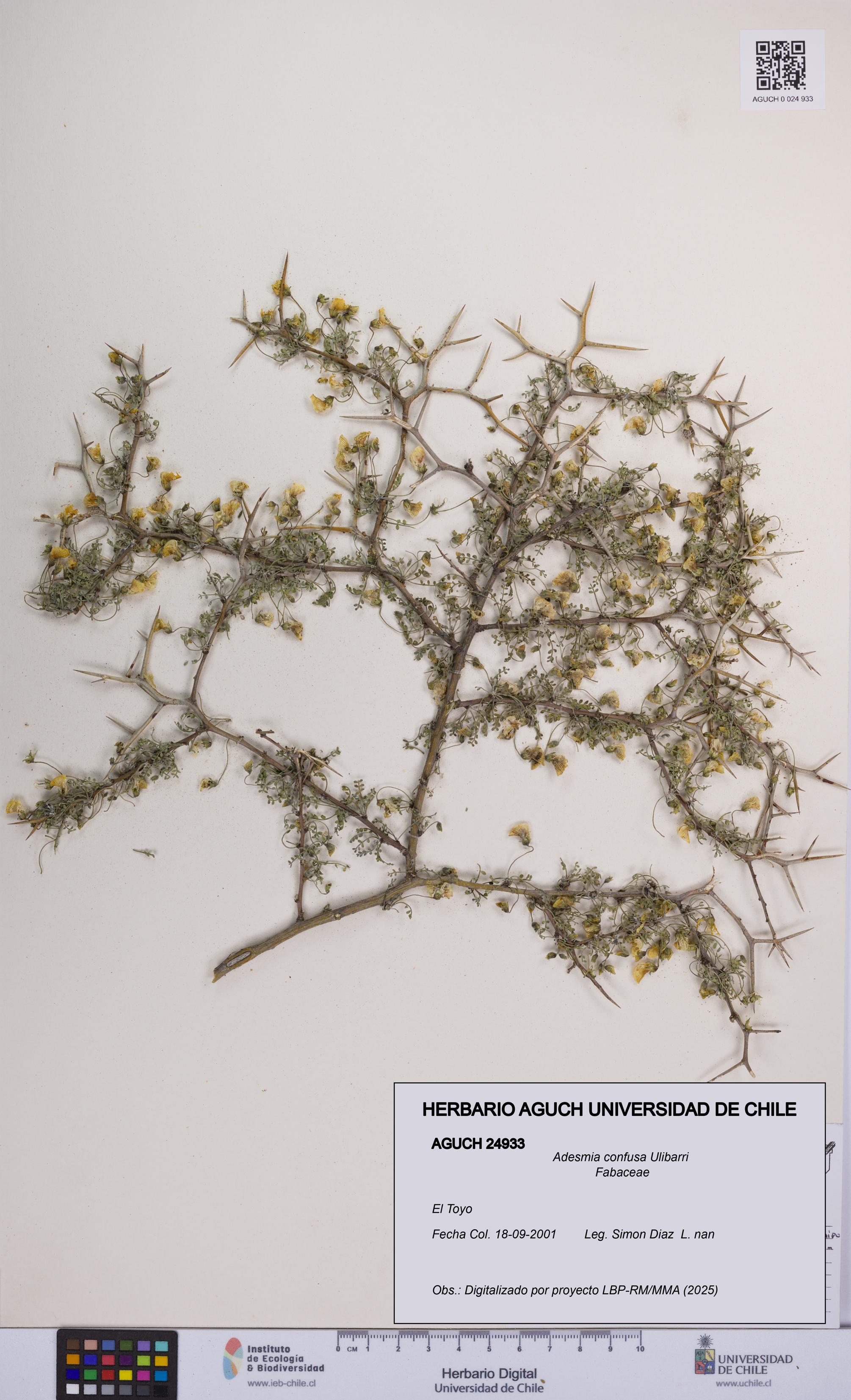 Adesmia confusa [Espécimen: UCH:AGUCH:0024933]