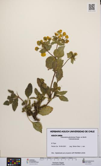 Calceolaria glandulosa [Espécimen: UCH:AGUCH:0024934]