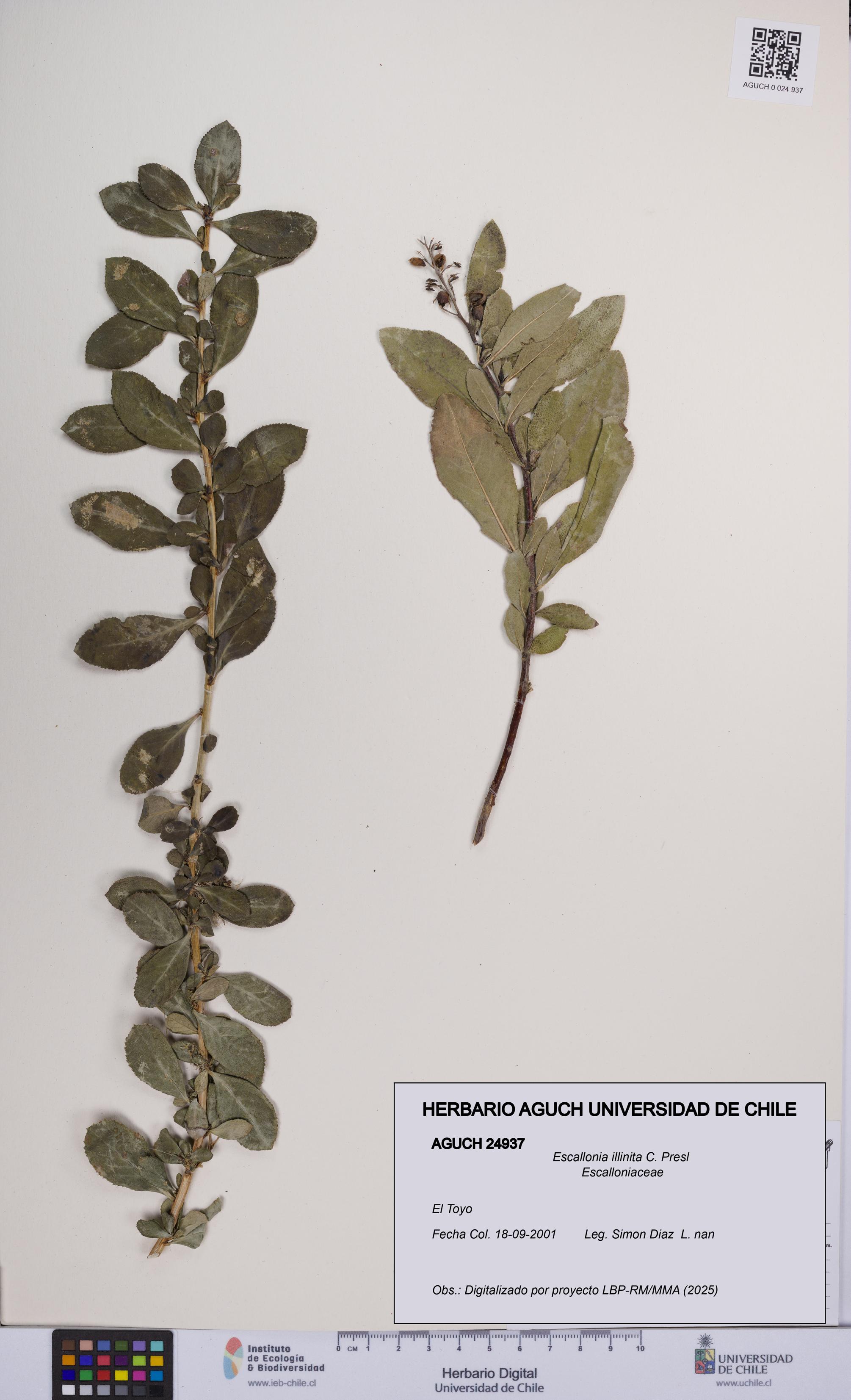 Escallonia illinita [Espécimen: UCH:AGUCH:0024937]
