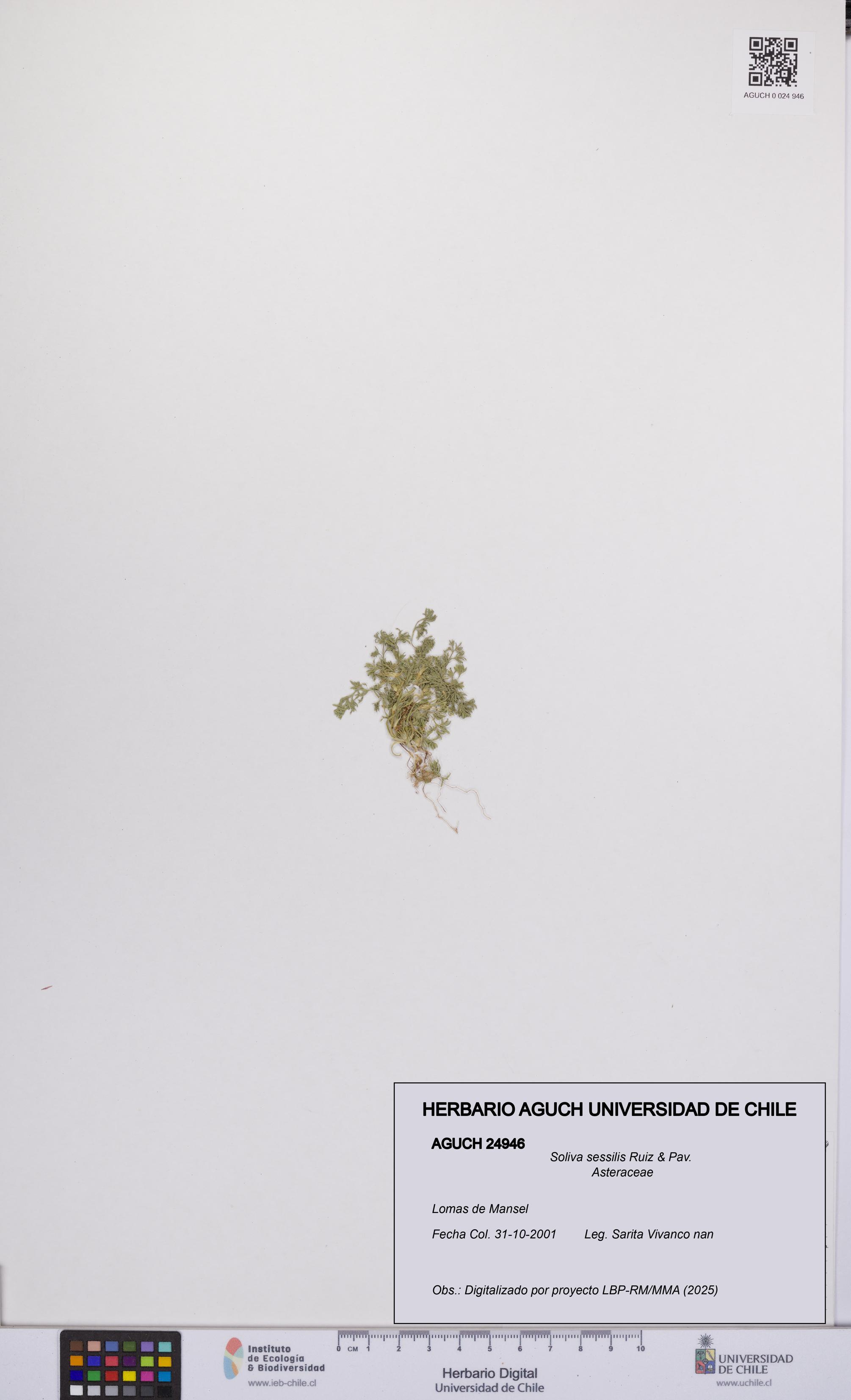 Soliva sessilis [Espécimen: UCH:AGUCH:0024946]