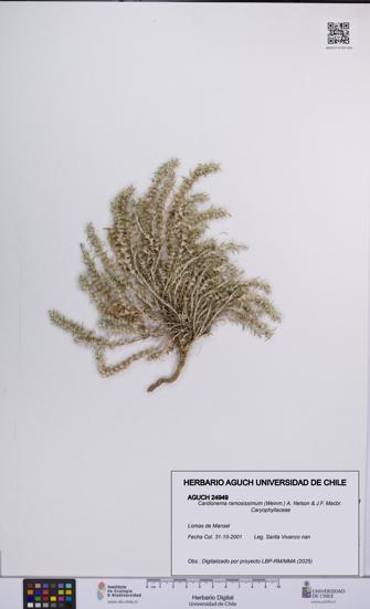 Cardionema ramosissimum [Espécimen: UCH:AGUCH:0024949]