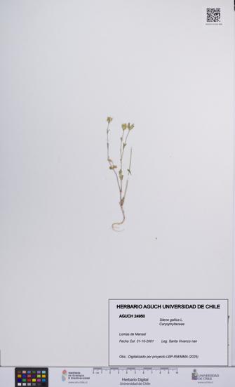 Silene gallica [Espécimen: UCH:AGUCH:0024950]