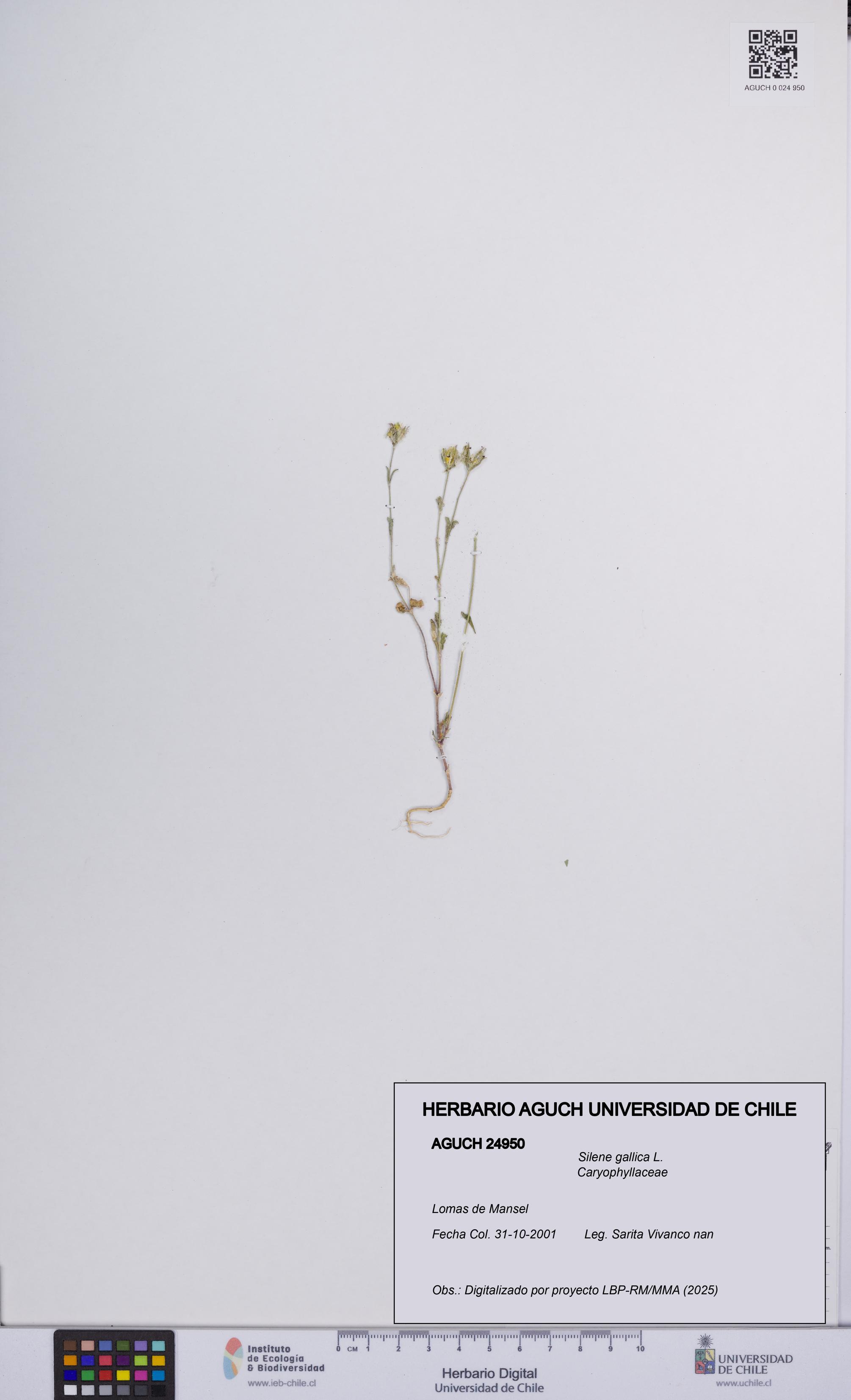 Silene gallica [Espécimen: UCH:AGUCH:0024950]
