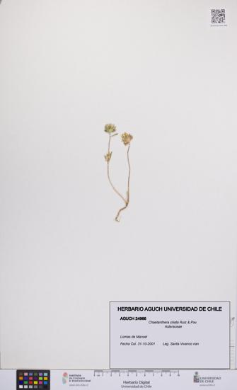 Chaetanthera ciliata [Espécimen: UCH:AGUCH:0024966]