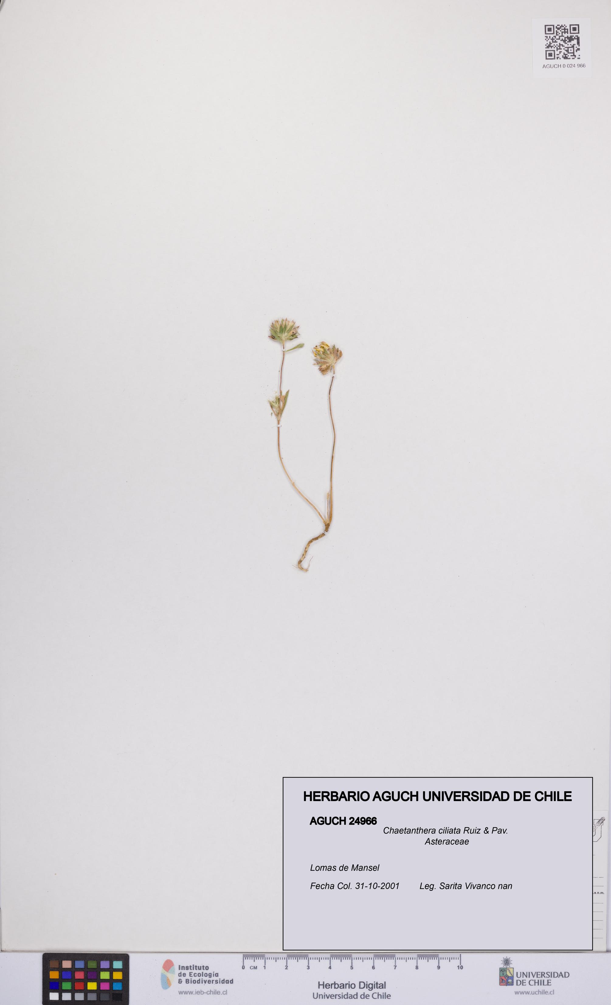 Chaetanthera ciliata [Espécimen: UCH:AGUCH:0024966]