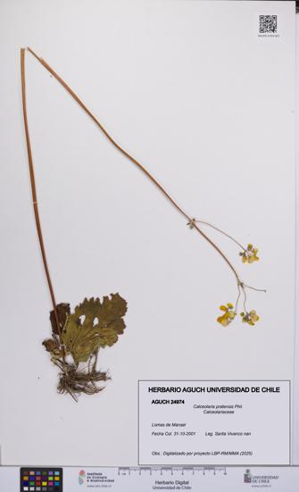 Calceolaria pratensis [Espécimen: UCH:AGUCH:0024974]