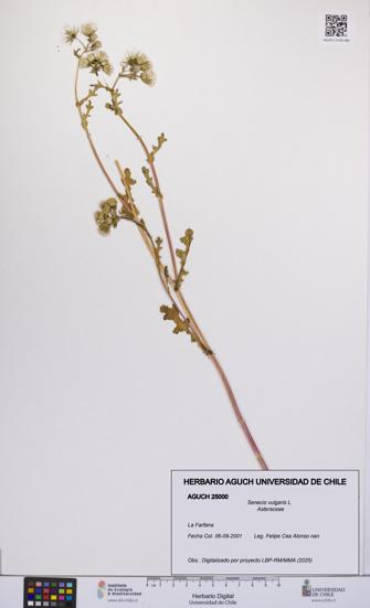 Senecio vulgaris [Espécimen: UCH:AGUCH:0025000]