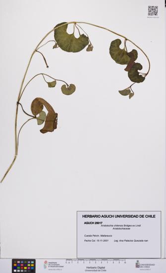 Aristolochia chilensis [Espécimen: UCH:AGUCH:0025017]