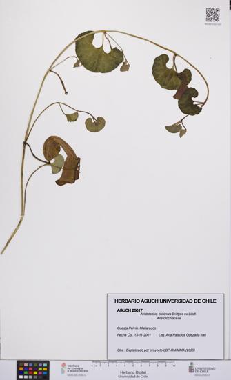 Aristolochia chilensis [Espécimen: UCH:AGUCH:0025017]