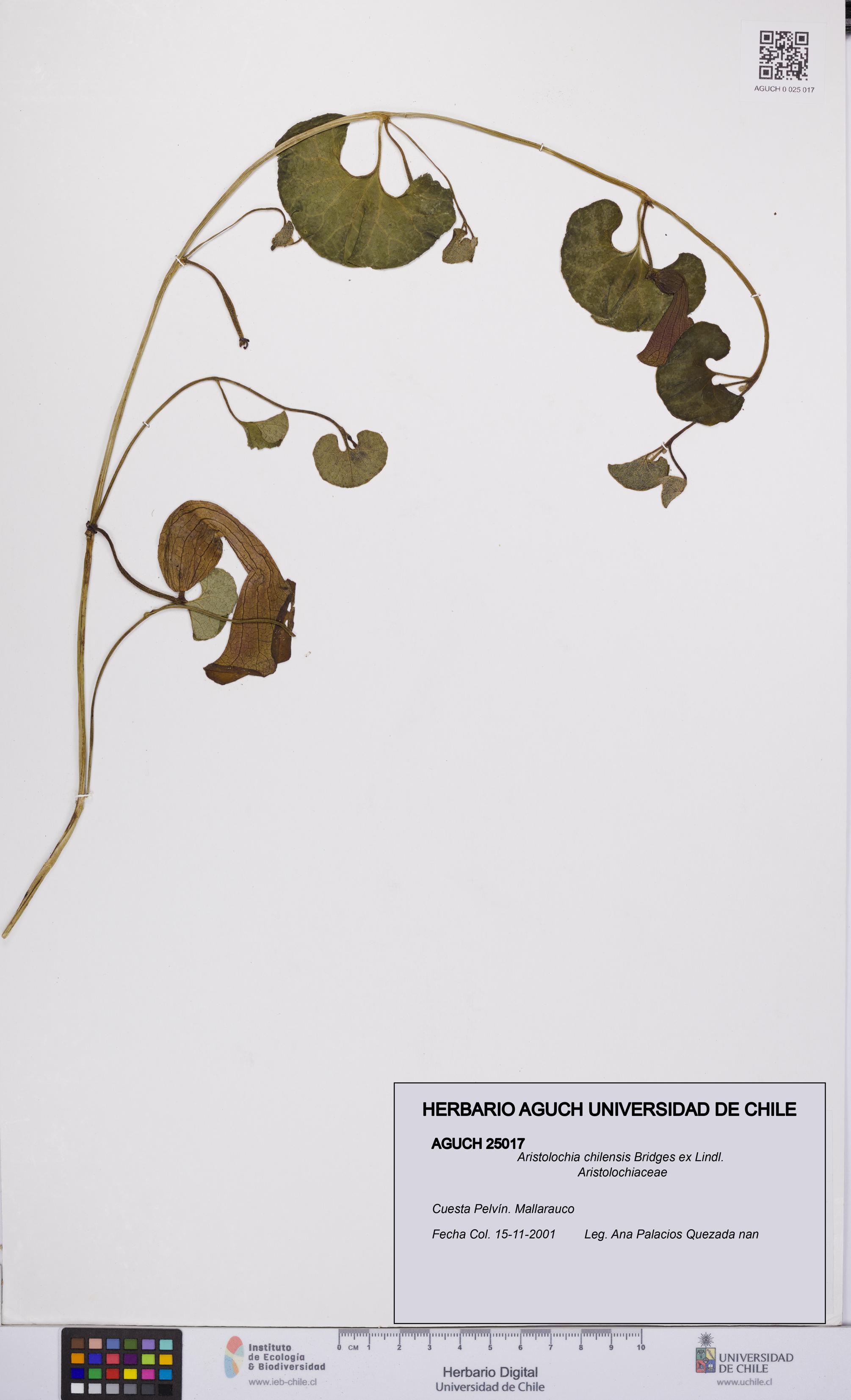 Aristolochia chilensis [Espécimen: UCH:AGUCH:0025017]