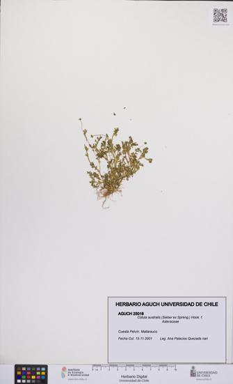 Cotula australis [Espécimen: UCH:AGUCH:0025018]
