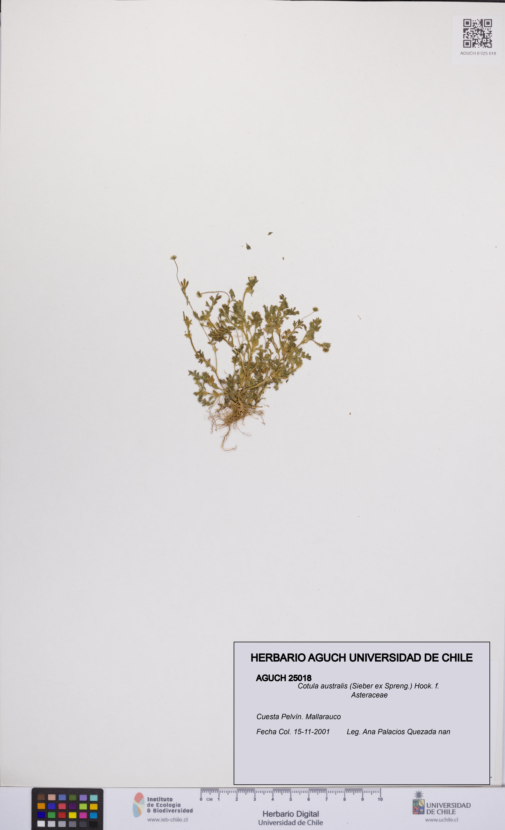 Cotula australis [Espécimen: UCH:AGUCH:0025018]