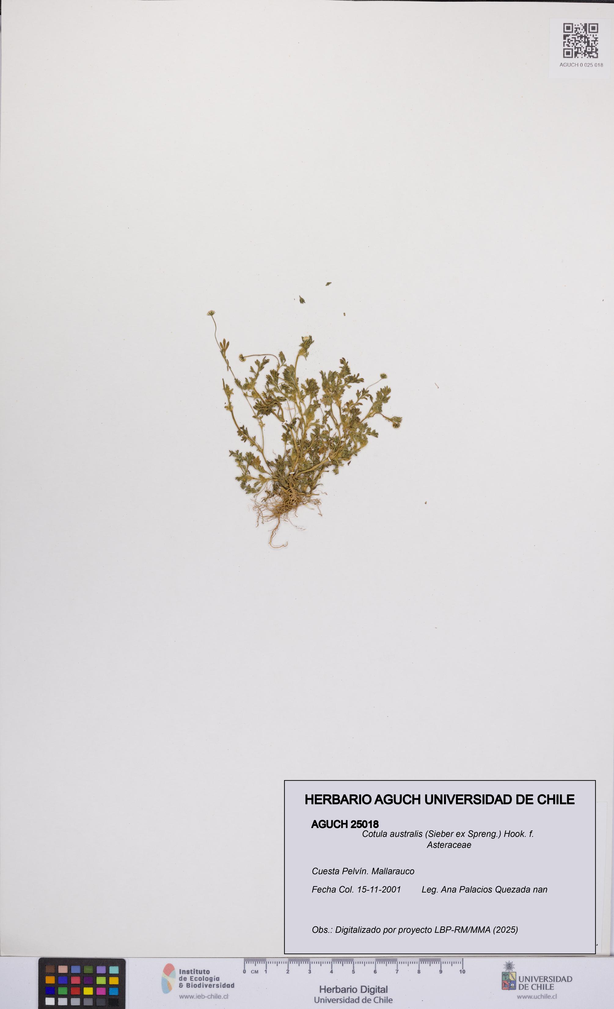 Cotula australis [Espécimen: UCH:AGUCH:0025018]