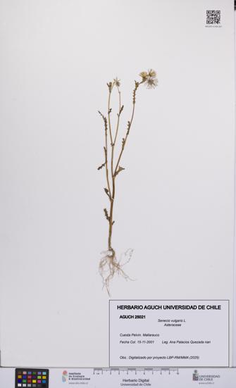 Senecio vulgaris [Espécimen: UCH:AGUCH:0025021]