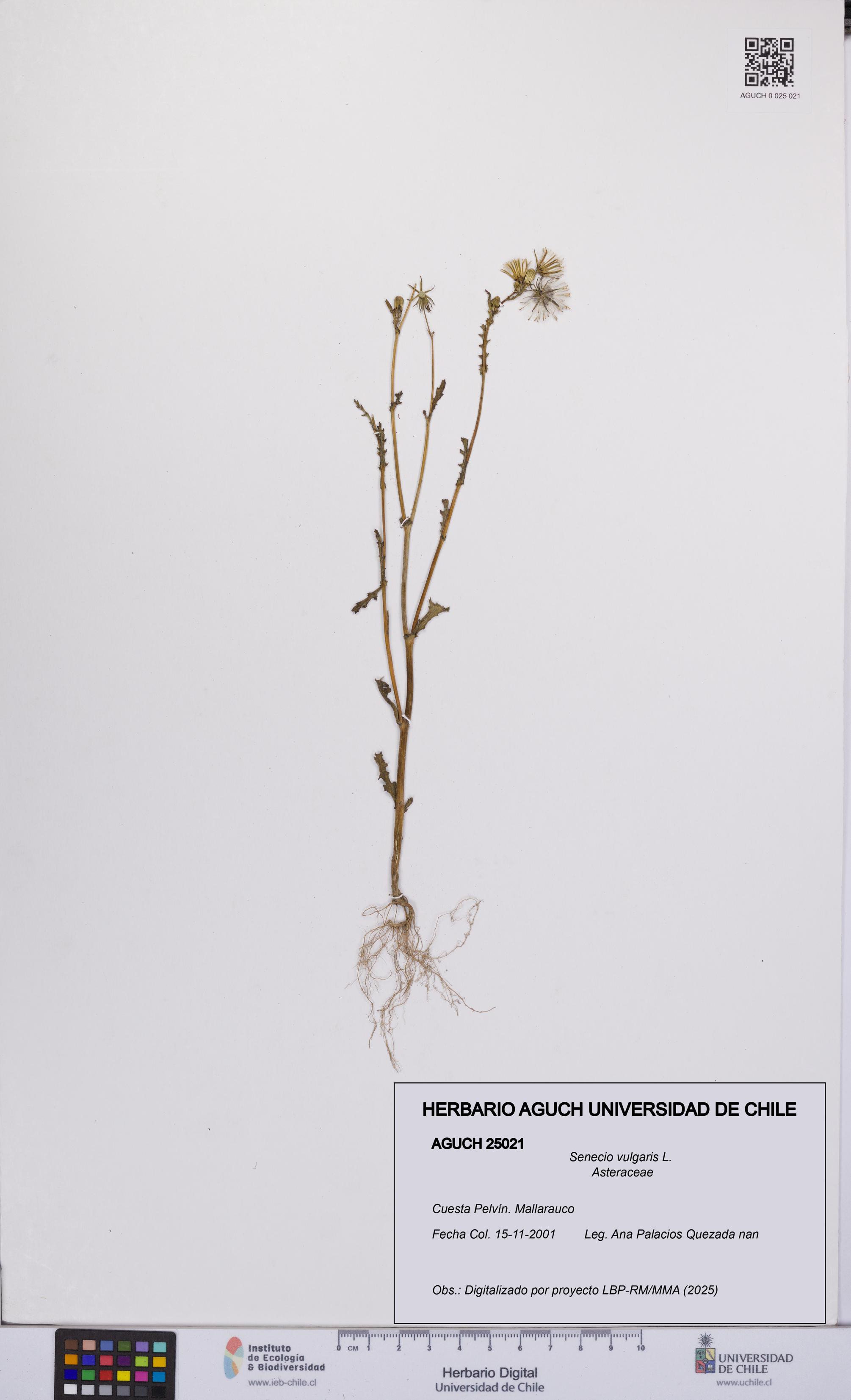 Senecio vulgaris [Espécimen: UCH:AGUCH:0025021]