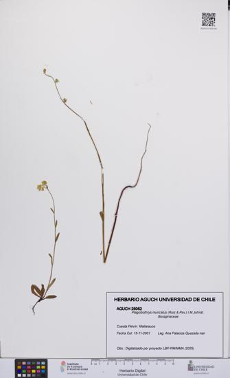 Plagiobothrys muricatus [Espécimen: ]