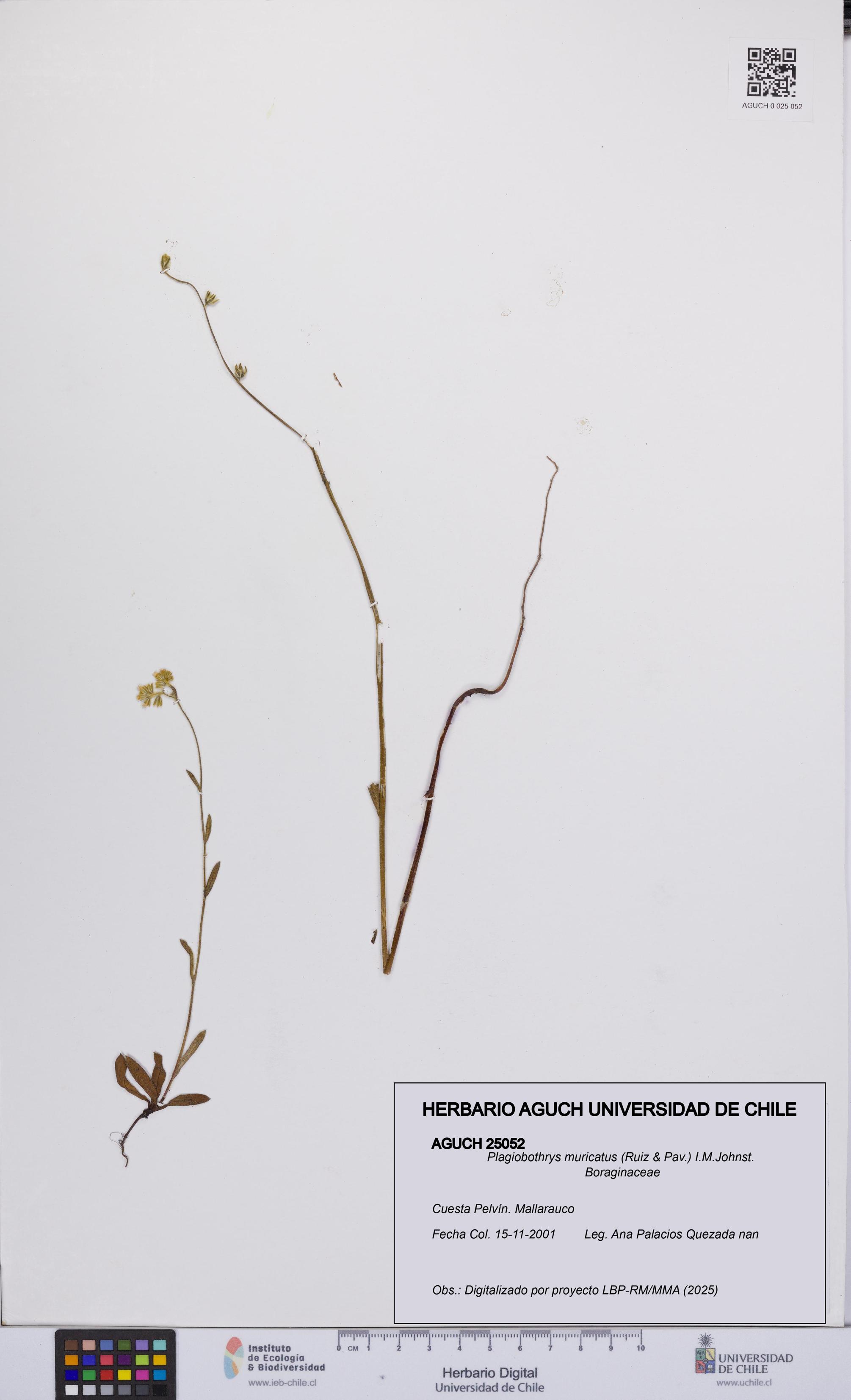 Plagiobothrys muricatus [Espécimen: ]