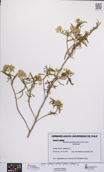 Baccharis salicifolia [Espécimen: UCH:AGUCH:0025058]