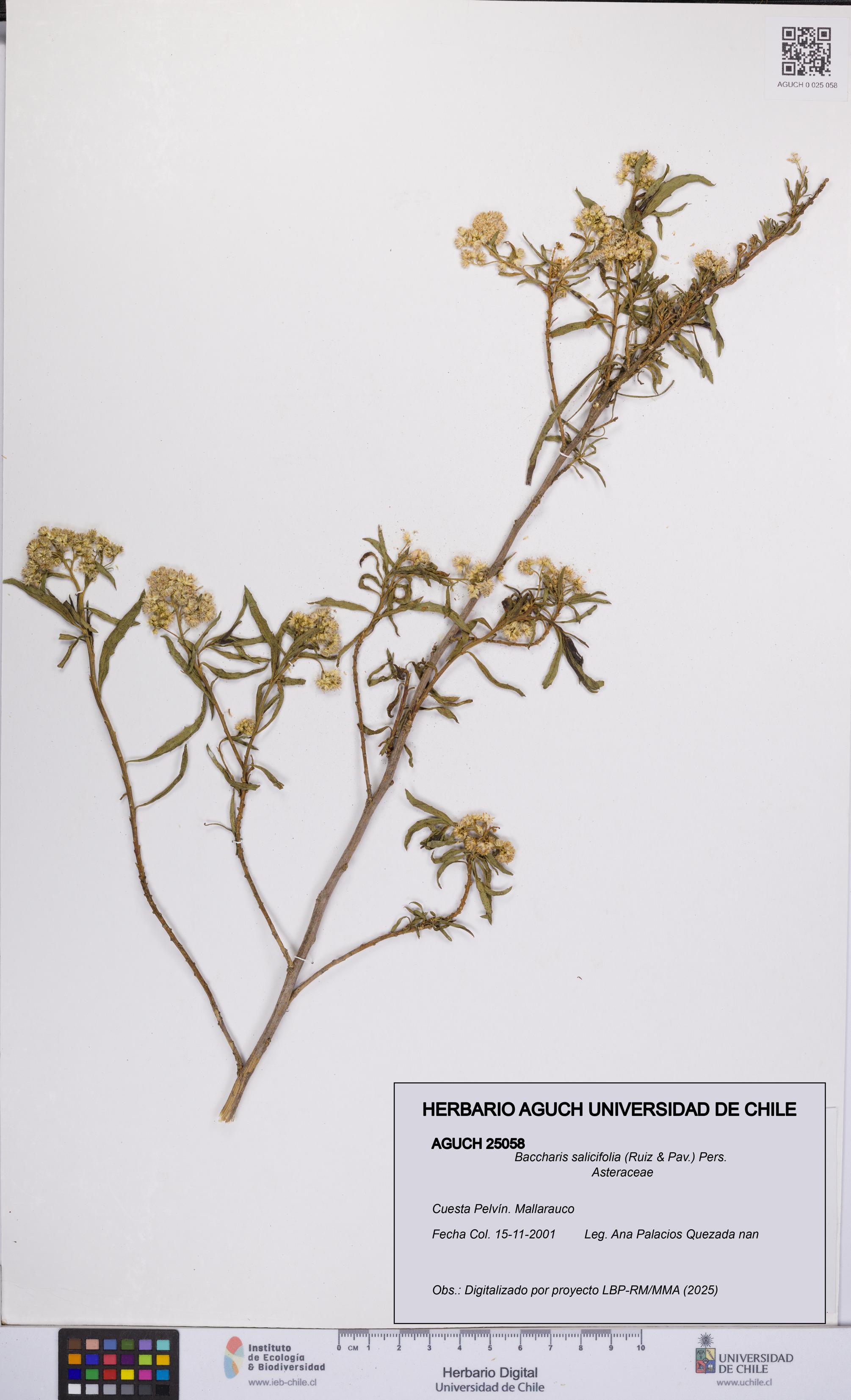 Baccharis salicifolia [Espécimen: UCH:AGUCH:0025058]