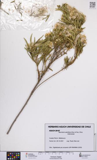 Baccharis salicifolia [Espécimen: UCH:AGUCH:0025107]