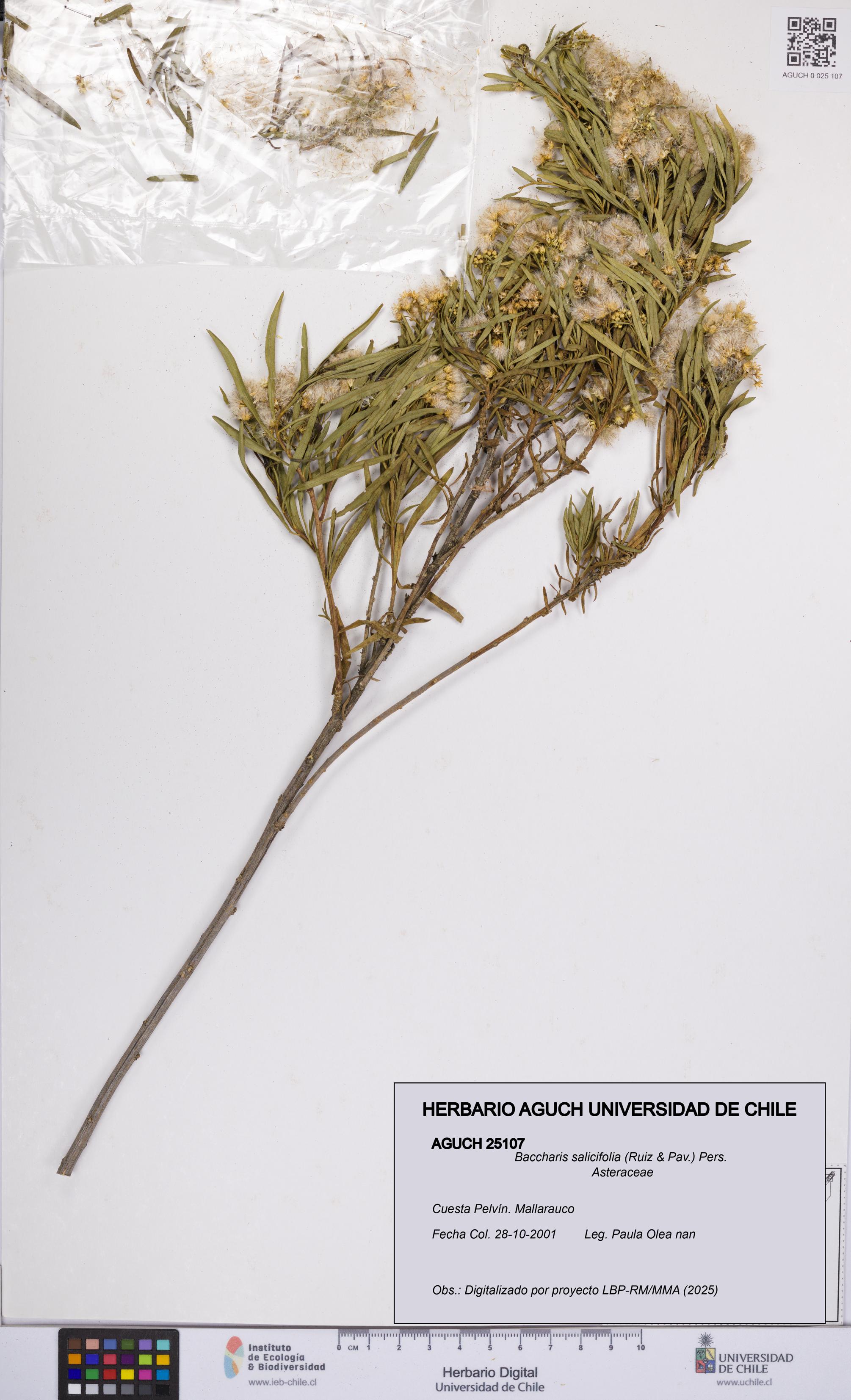 Baccharis salicifolia [Espécimen: UCH:AGUCH:0025107]