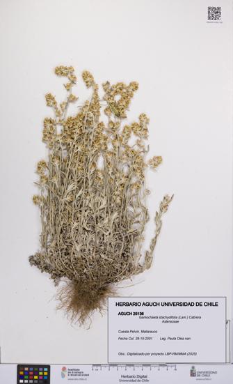 Gamochaeta stachydifolia [Espécimen: UCH:AGUCH:0025136]