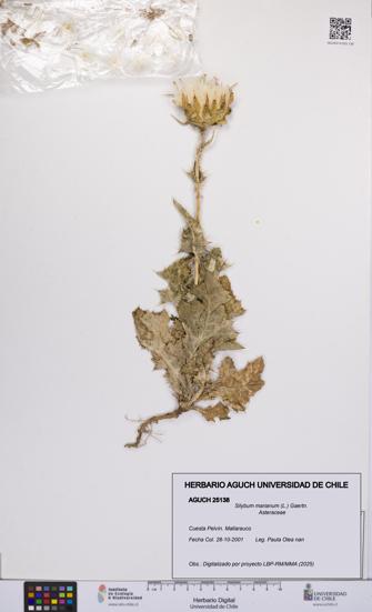 Silybum marianum [Espécimen: UCH:AGUCH:0025138]