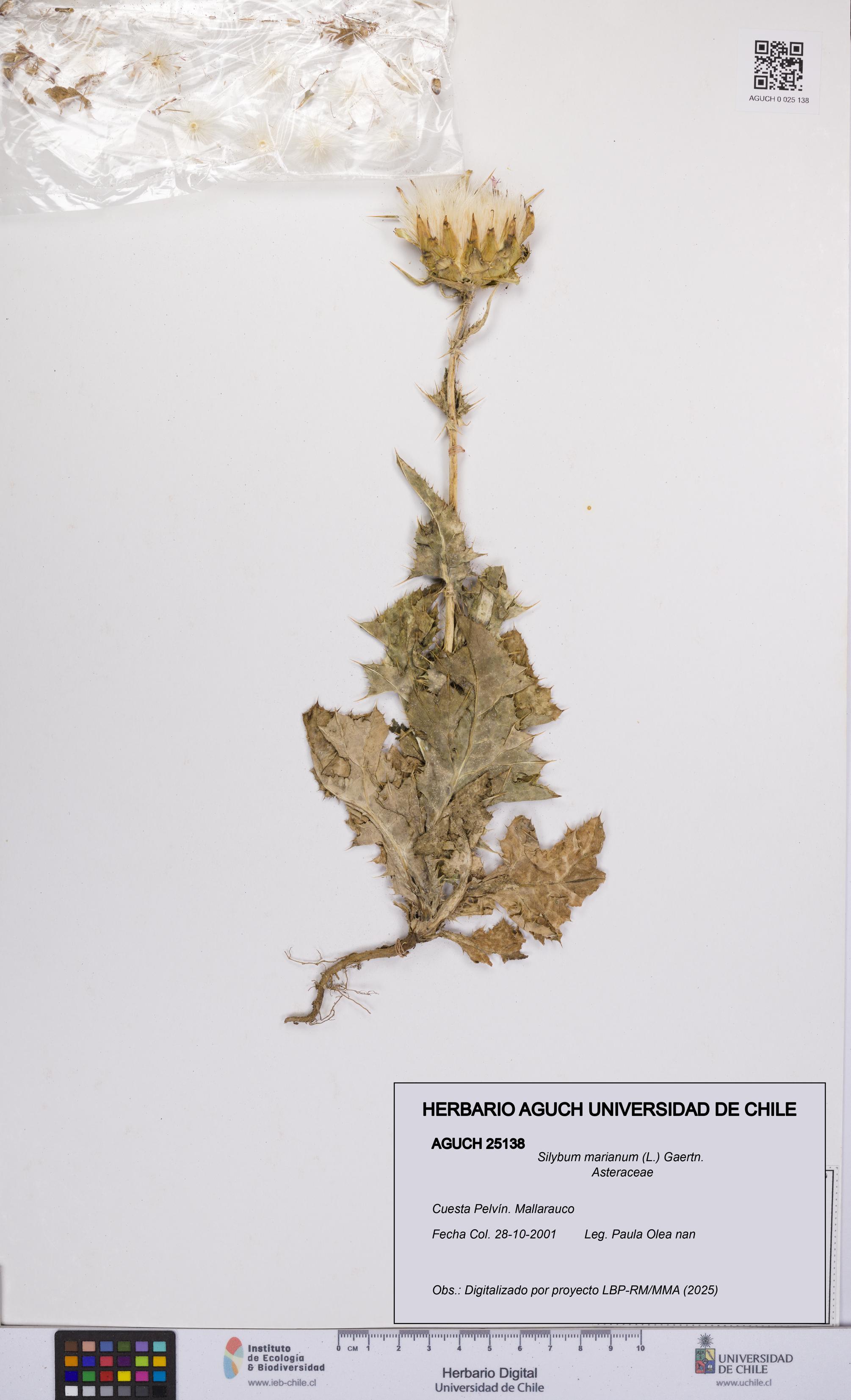 Silybum marianum [Espécimen: UCH:AGUCH:0025138]