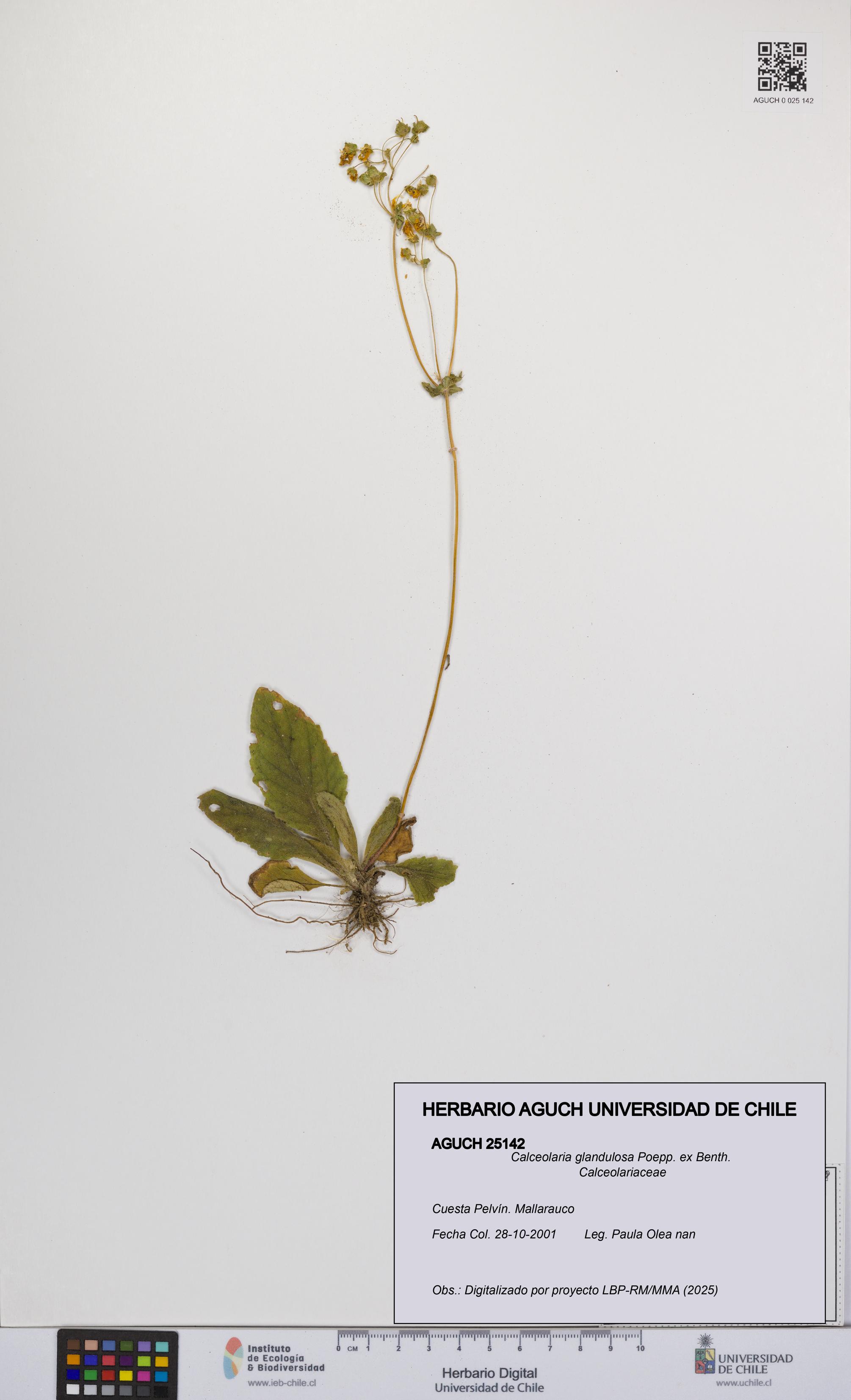 Calceolaria glandulosa [Espécimen: UCH:AGUCH:0025142]