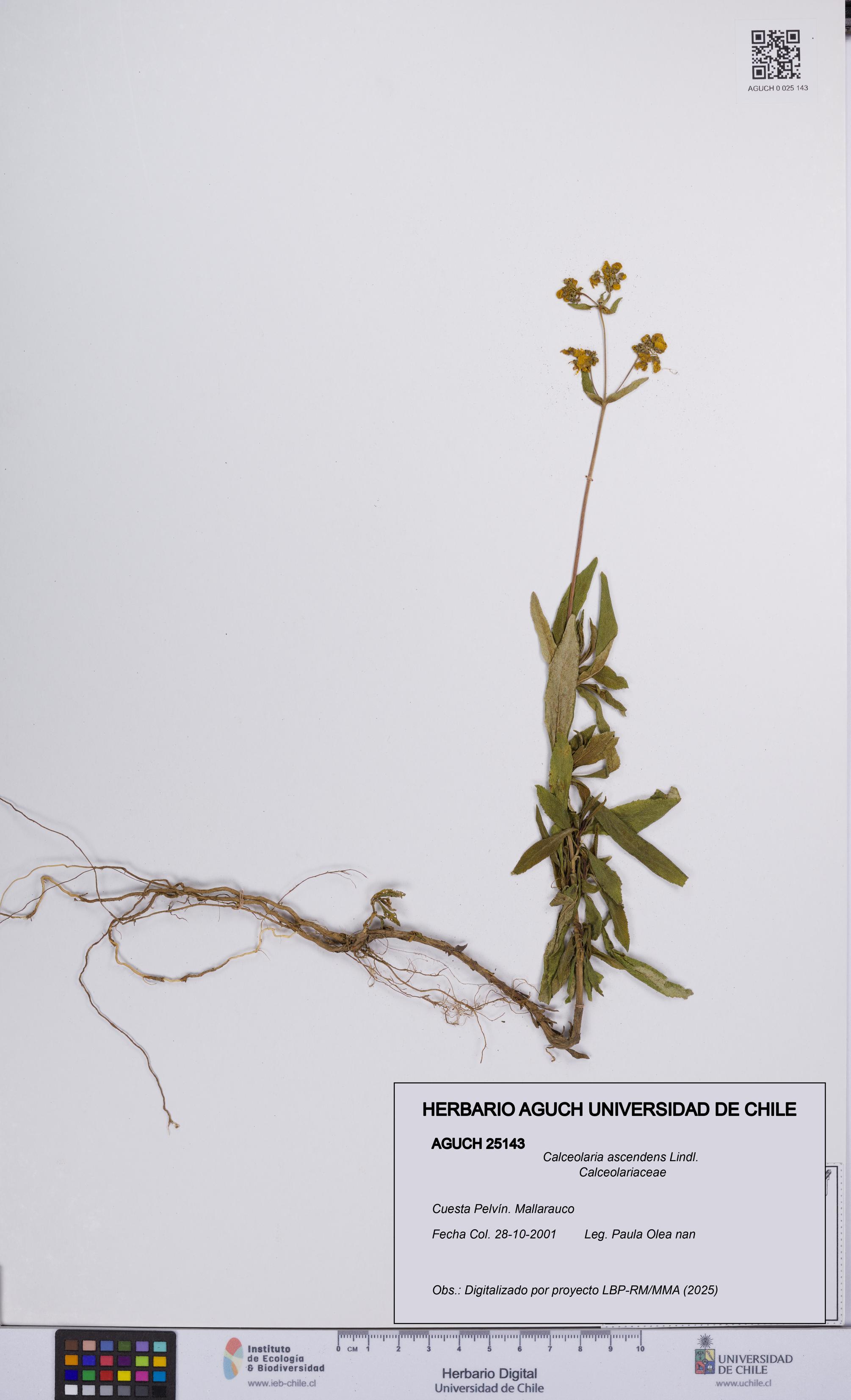 Calceolaria ascendens [Espécimen: UCH:AGUCH:0025143]