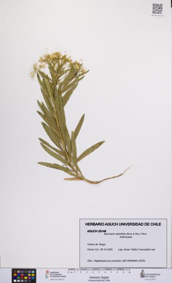 Baccharis salicifolia [Espécimen: UCH:AGUCH:0025148]