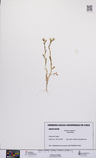 Senecio vulgaris [Espécimen: UCH:AGUCH:0025150]