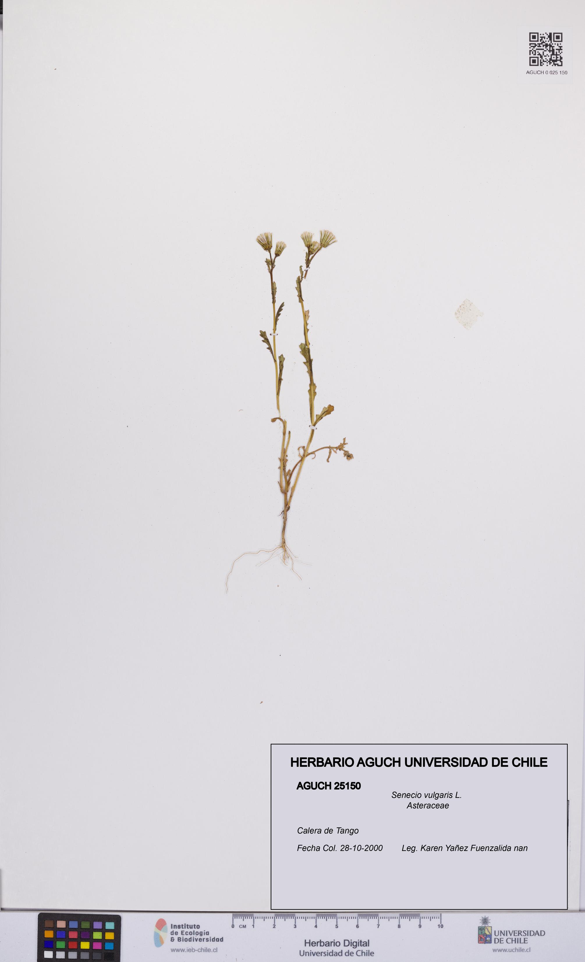 Senecio vulgaris [Espécimen: UCH:AGUCH:0025150]