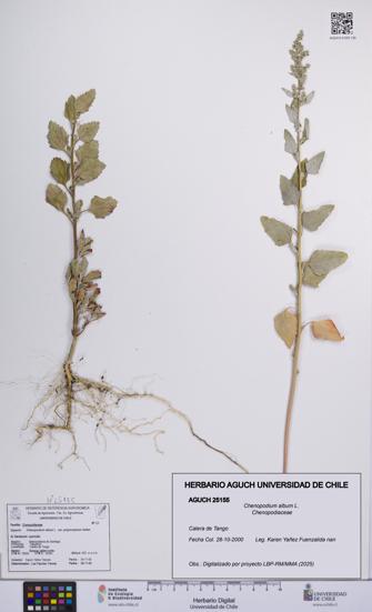 Chenopodium album [Espécimen: UCH:AGUCH:0025155]