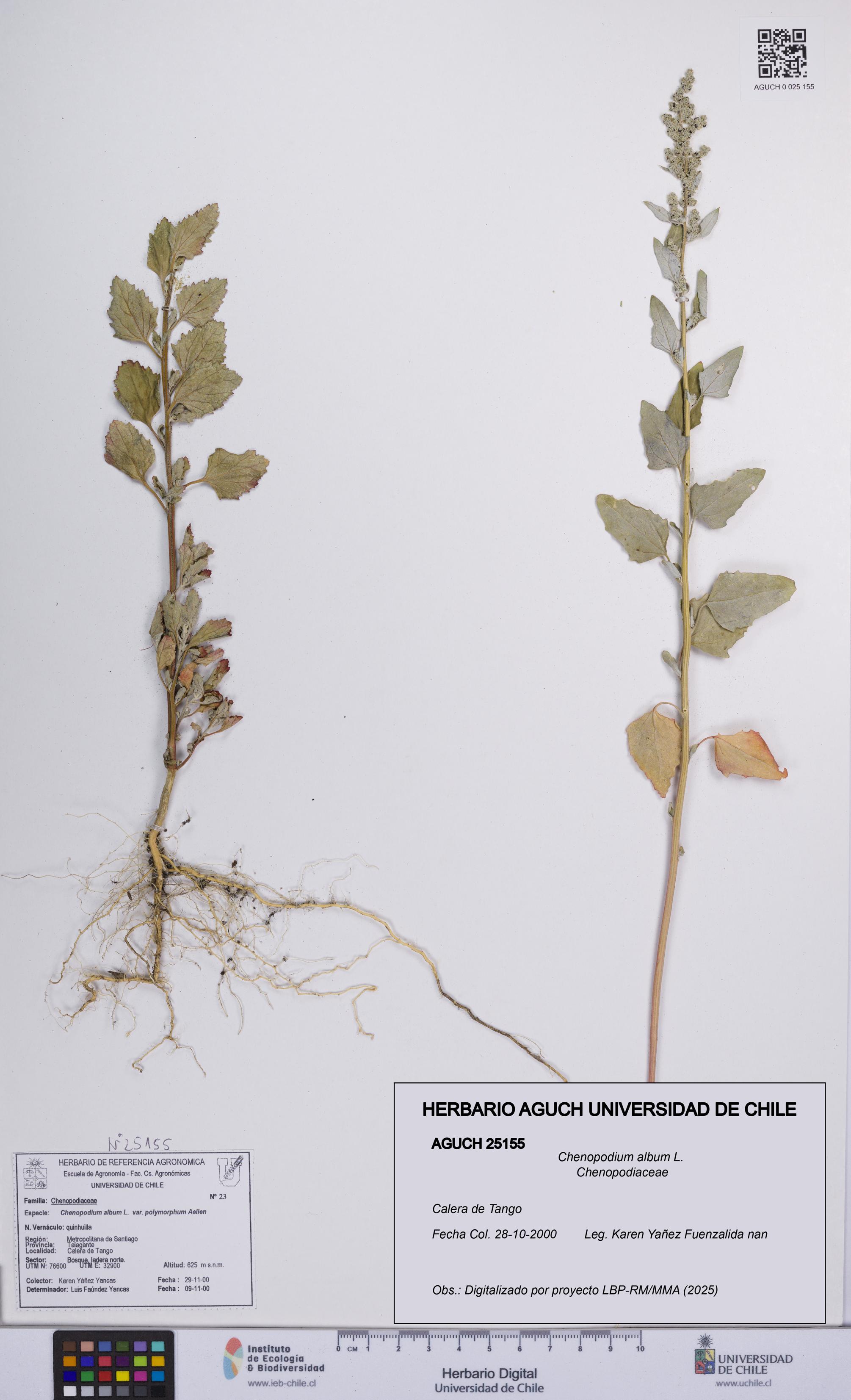 Chenopodium album [Espécimen: UCH:AGUCH:0025155]