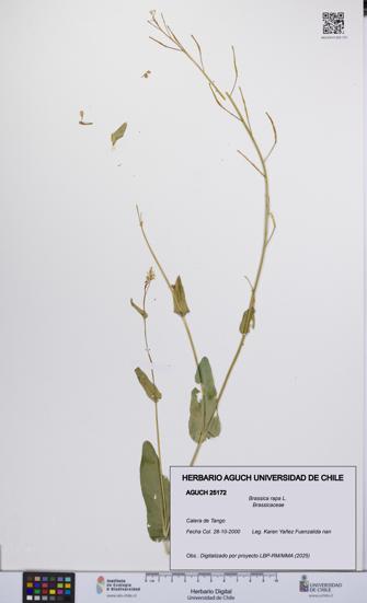 Brassica rapa [Espécimen: UCH:AGUCH:0025172]