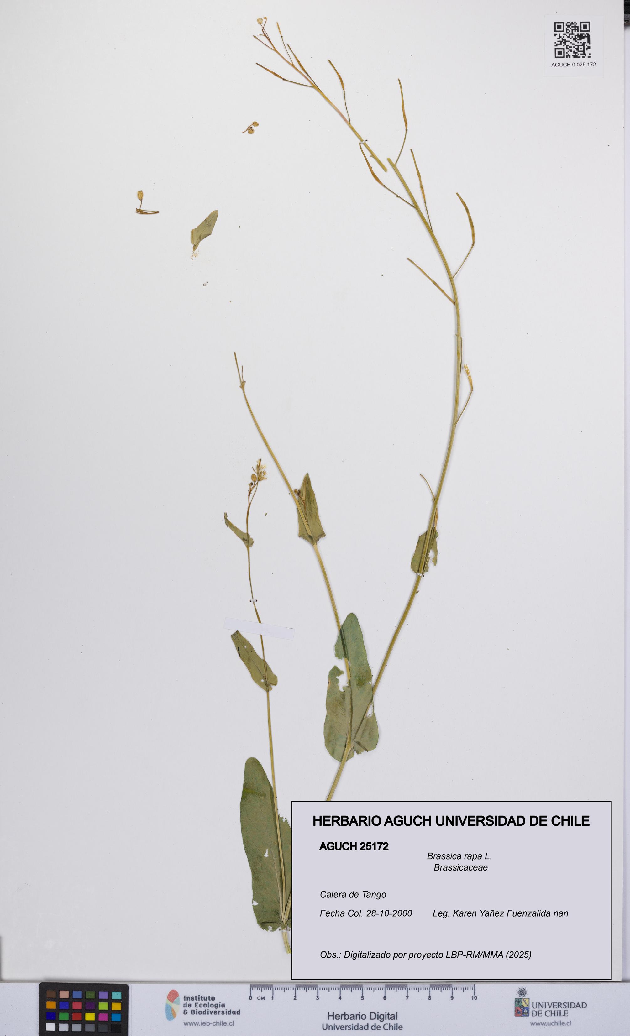 Brassica rapa [Espécimen: UCH:AGUCH:0025172]