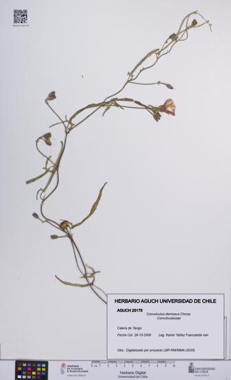 Convolvulus demissus [Espécimen: UCH:AGUCH:0025175]