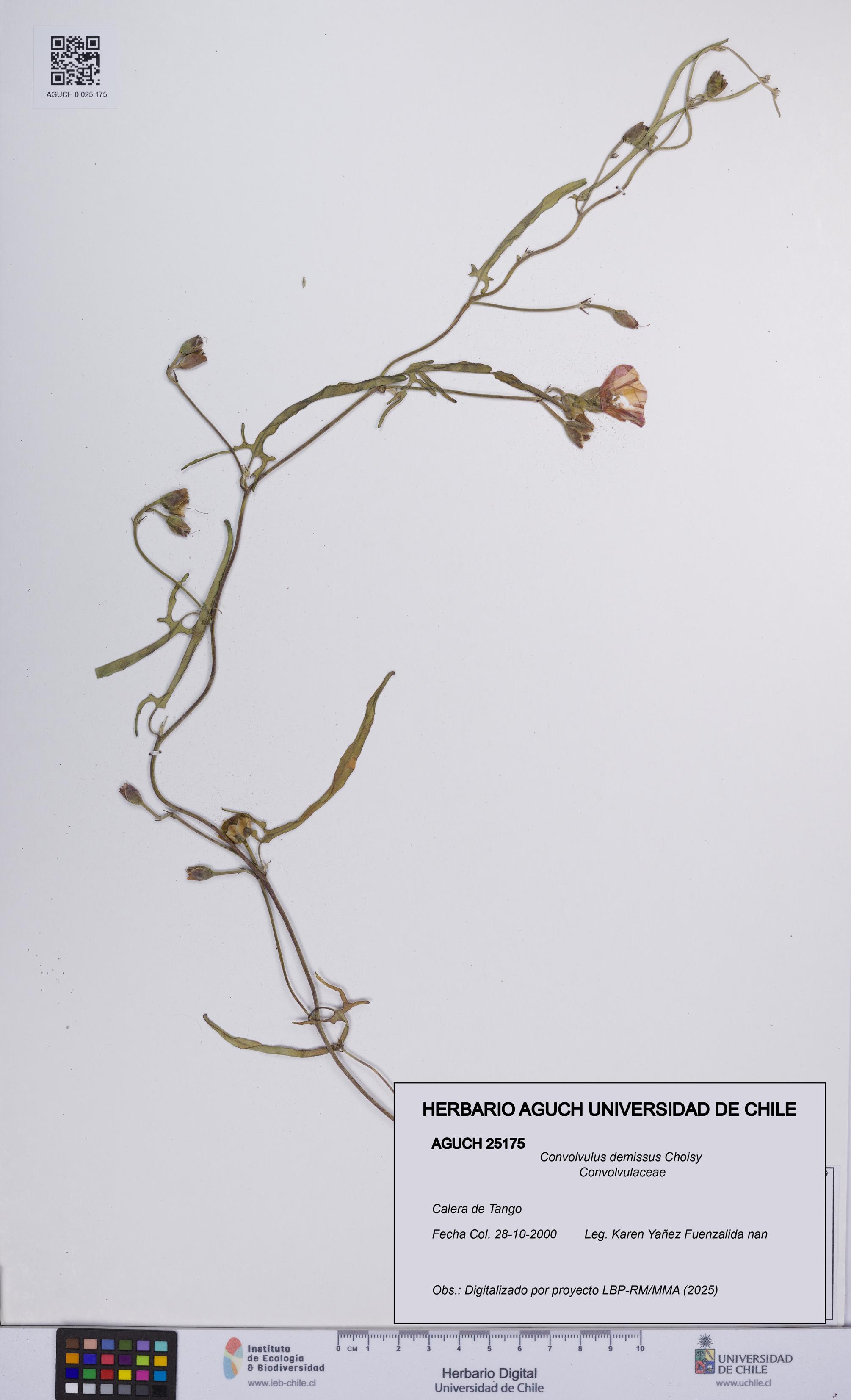 Convolvulus demissus [Espécimen: UCH:AGUCH:0025175]