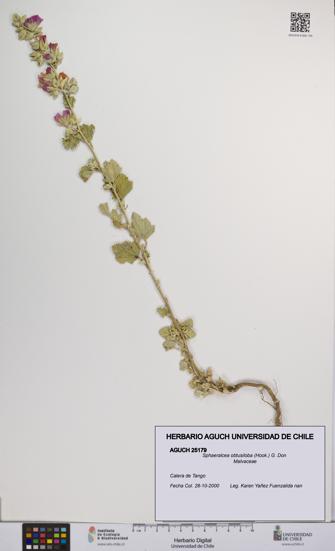 Sphaeralcea obtusiloba [Espécimen: UCH:AGUCH:0025179]