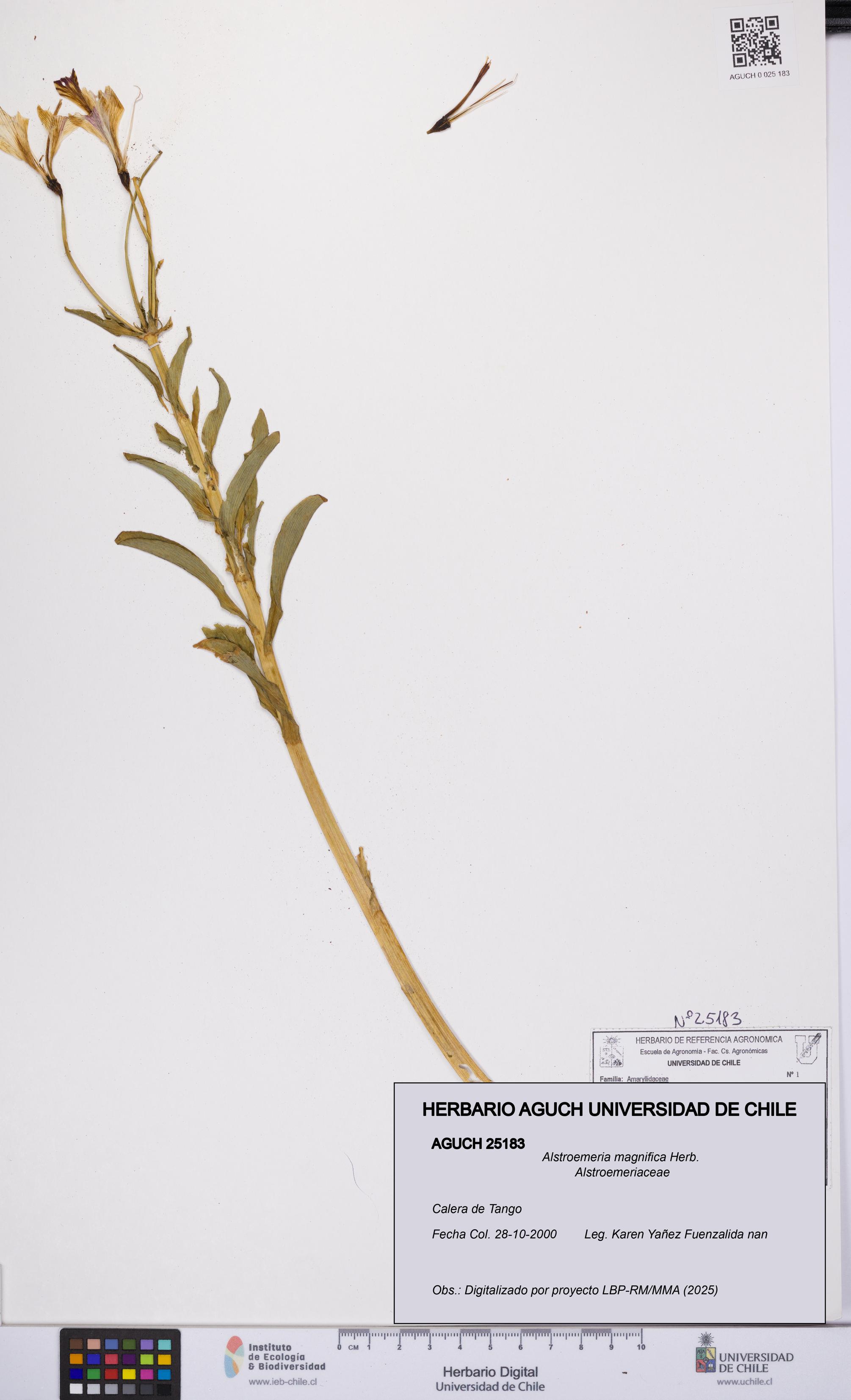 Alstroemeria magnifica [Espécimen: UCH:AGUCH:0025183]