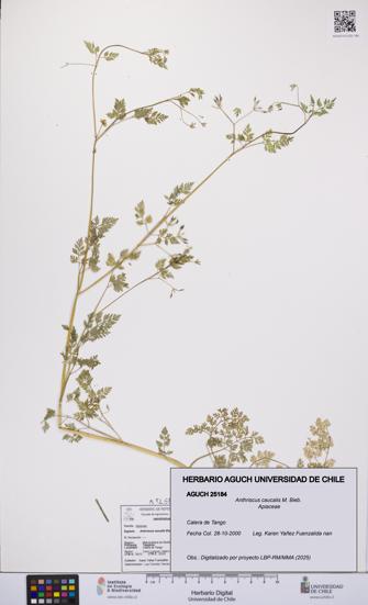Anthriscus caucalis [Espécimen: UCH:AGUCH:0025184]