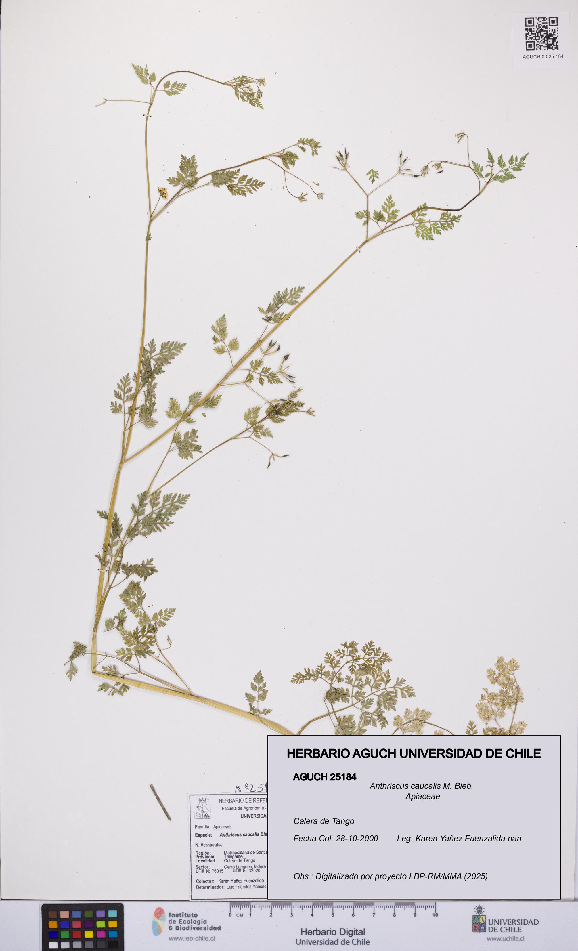 Anthriscus caucalis [Espécimen: UCH:AGUCH:0025184]