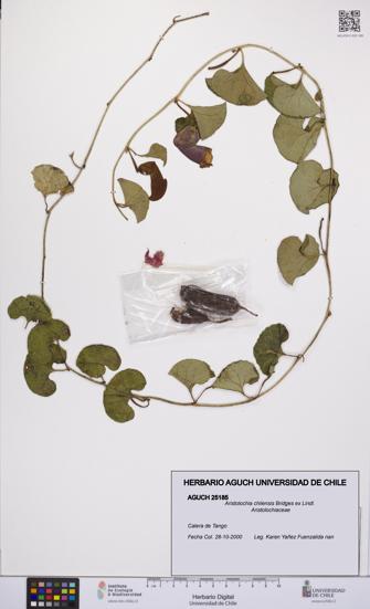 Aristolochia chilensis [Espécimen: UCH:AGUCH:0025185]