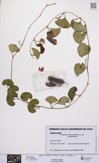 Aristolochia chilensis [Espécimen: UCH:AGUCH:0025185]