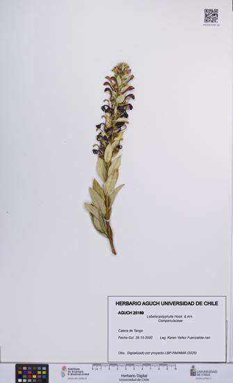 Lobelia polyphylla [Espécimen: UCH:AGUCH:0025189]